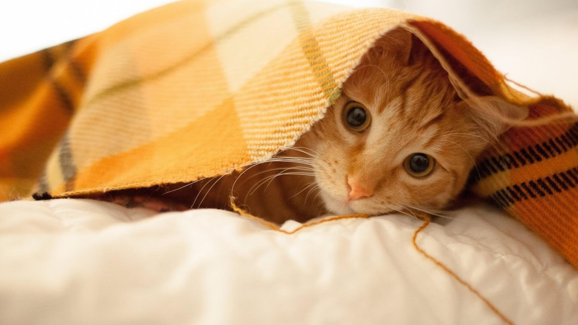 乐鱼体育app官网-曼联球迷设计纪念队徽引发热潮，曼联队徽介绍